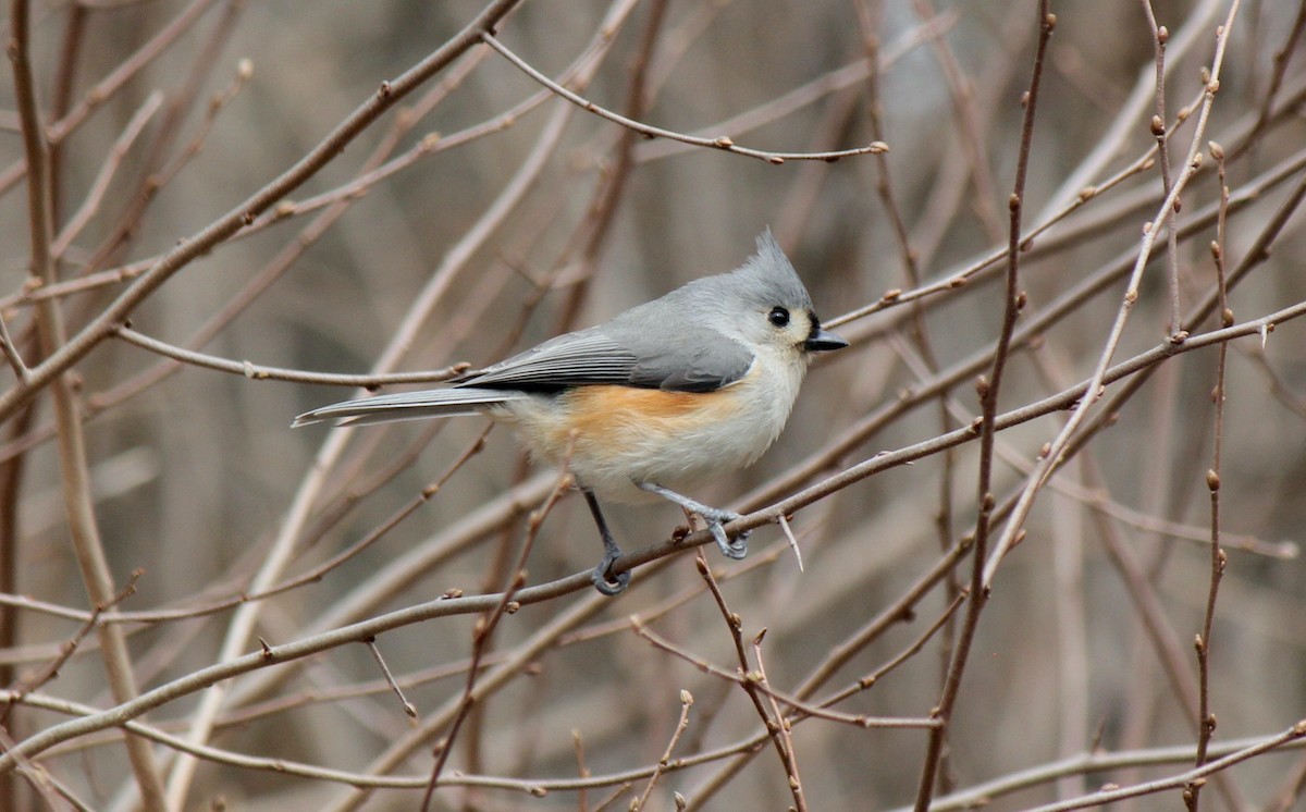 Tufted Titmouse - ML537063161