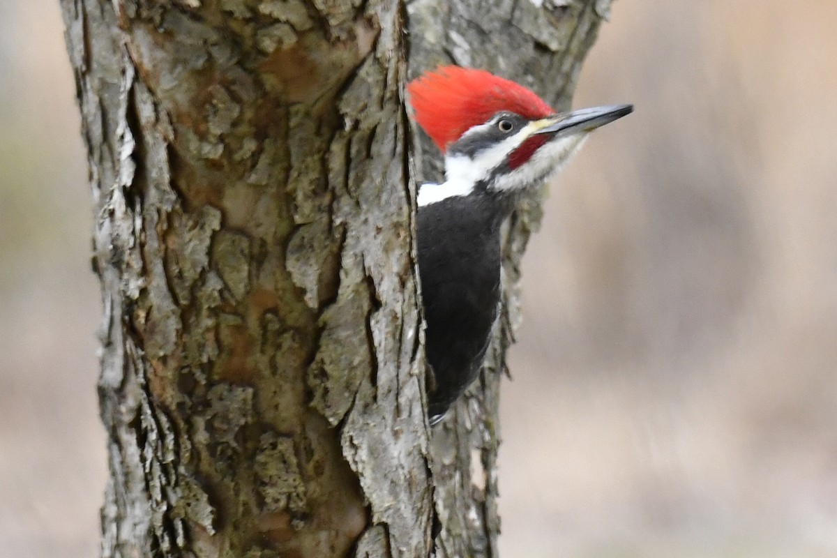 Pileated Woodpecker - Kathleen Cahall