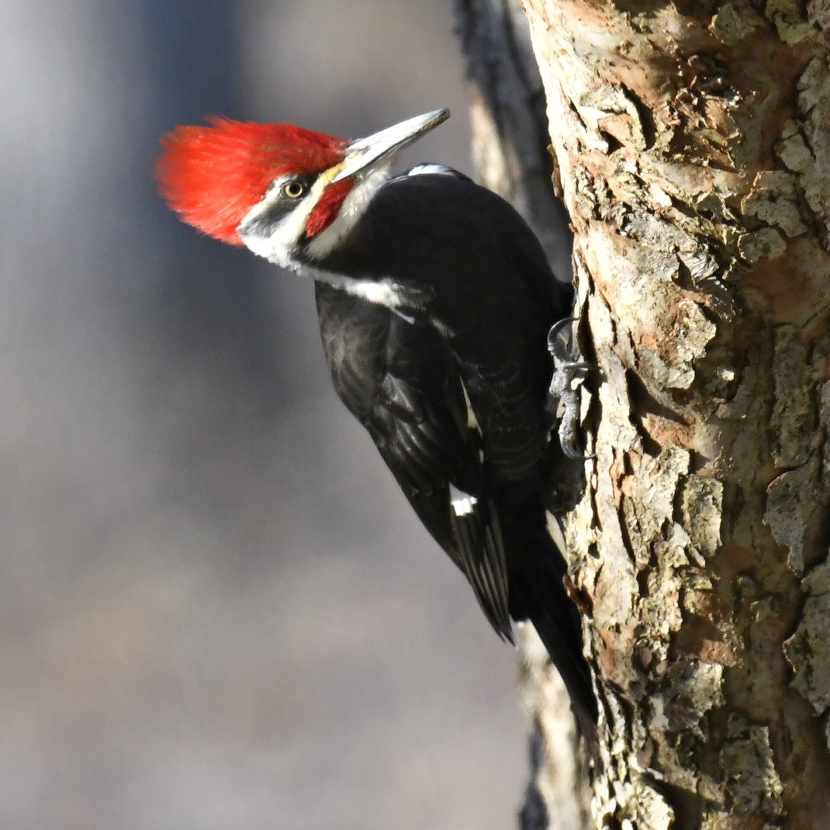 Pileated Woodpecker - ML537063561