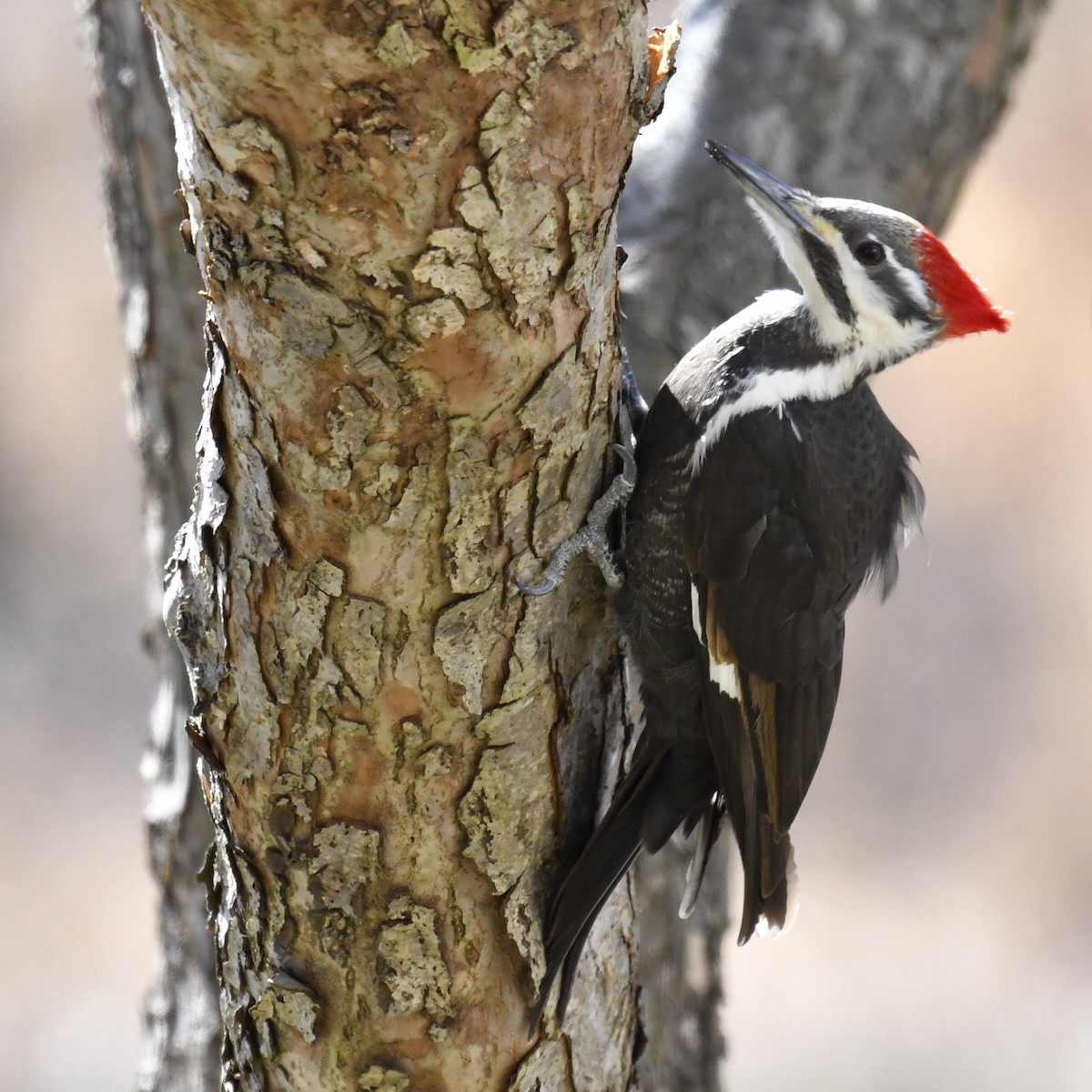 Pileated Woodpecker - ML537063581