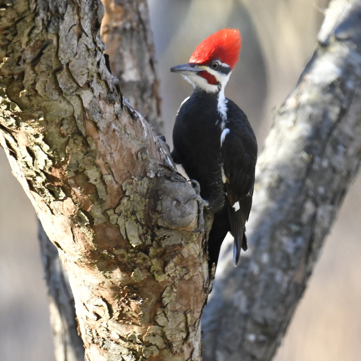 Pileated Woodpecker - ML537063591