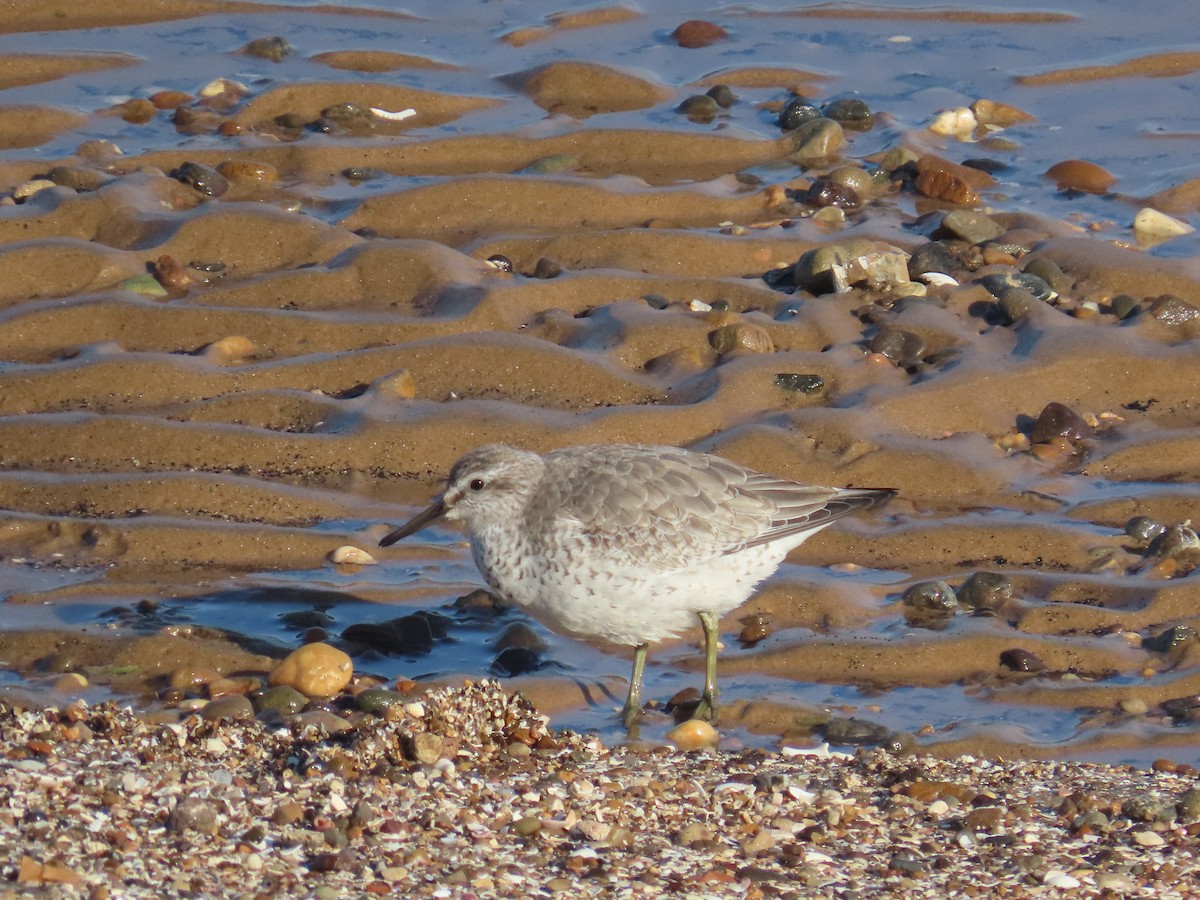 Red Knot - ML537064811