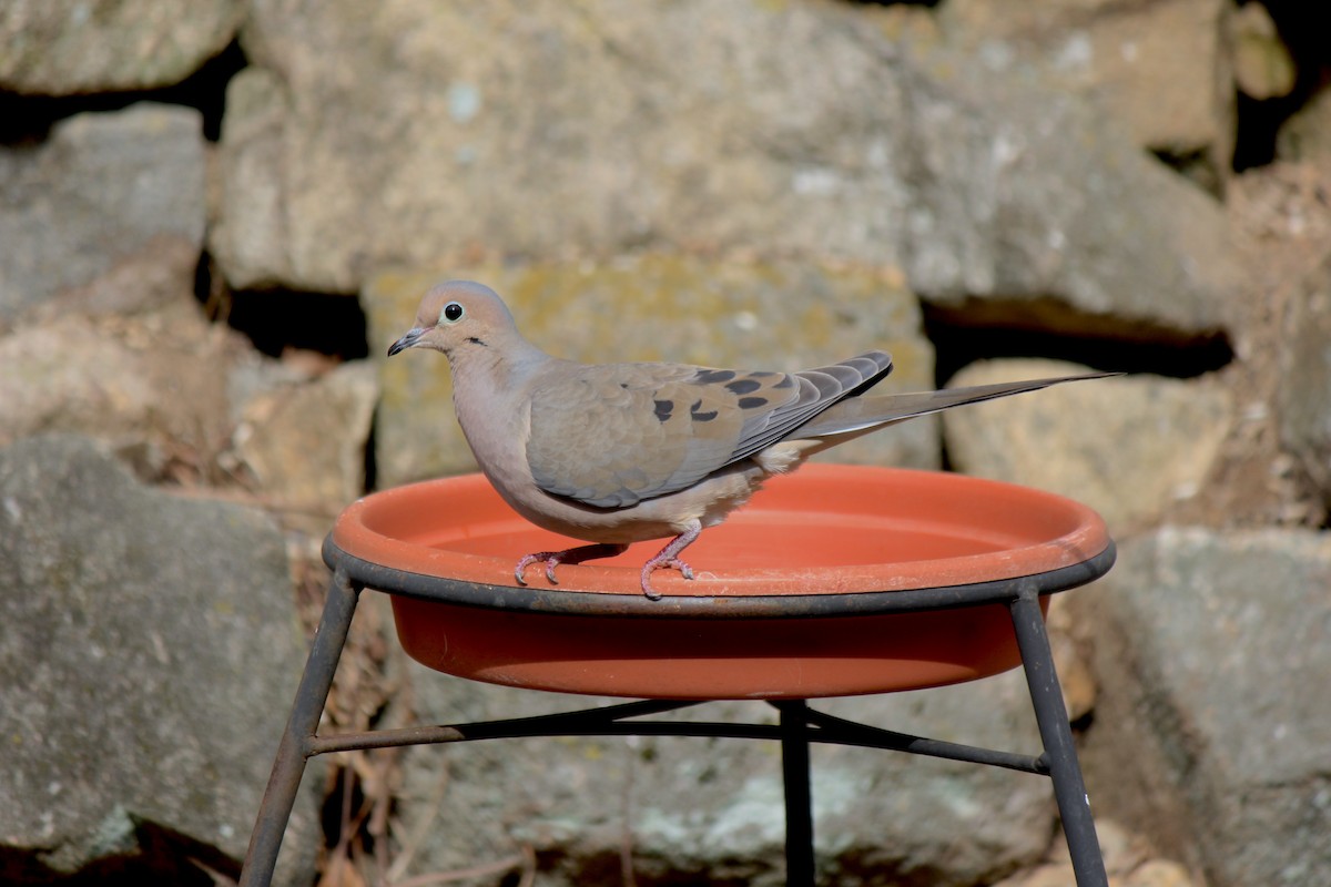 Mourning Dove - ML537066171