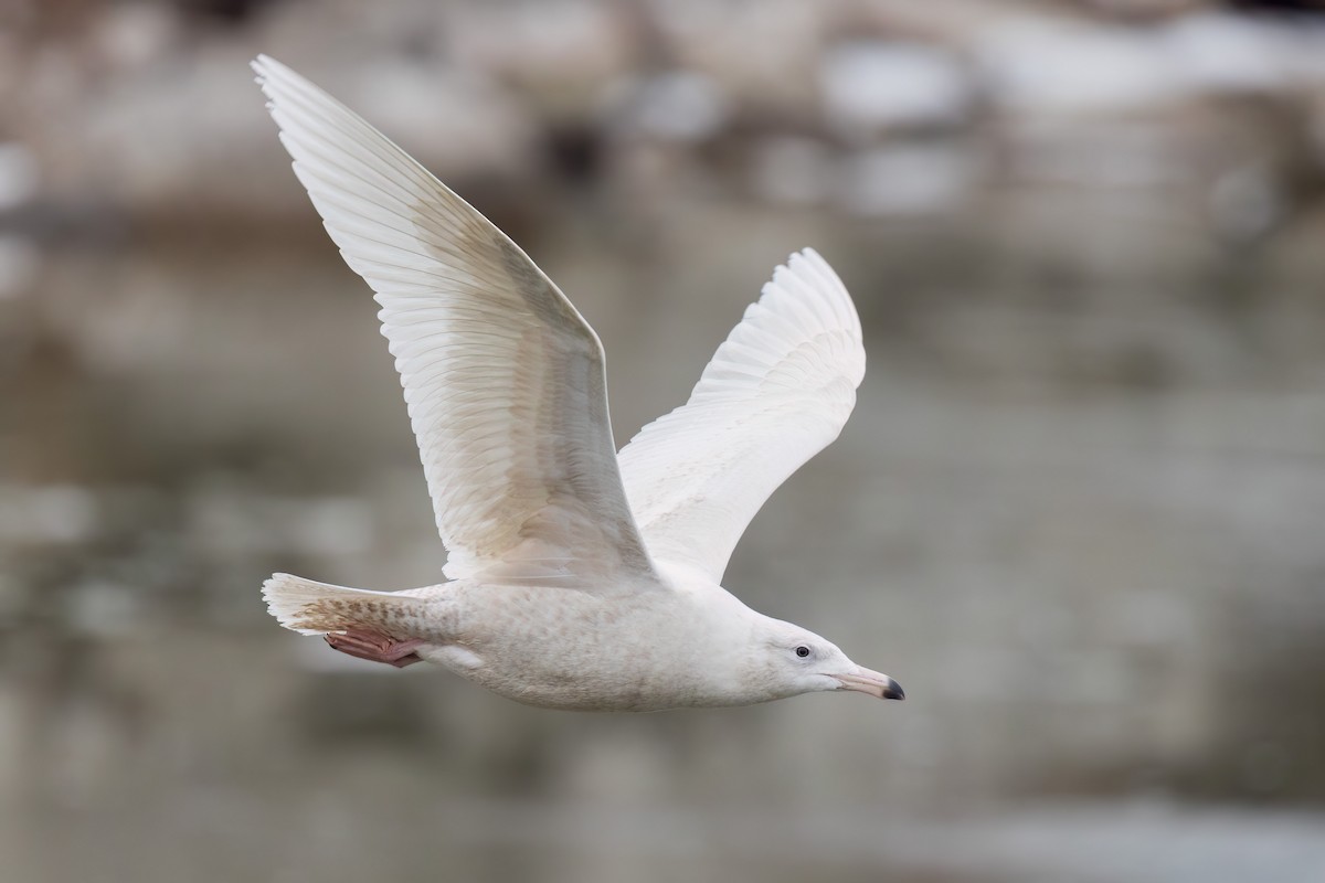 Glaucous Gull - Brian Stahls