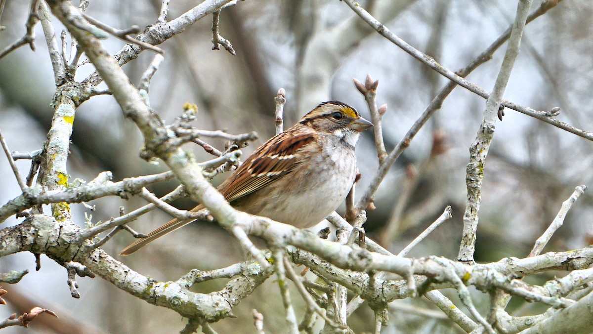 White-throated Sparrow - ML537066801