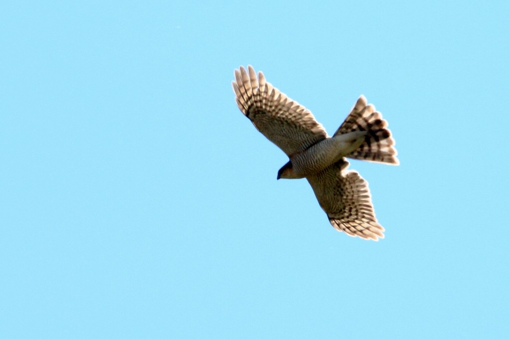 Eurasian Sparrowhawk - ML53706681