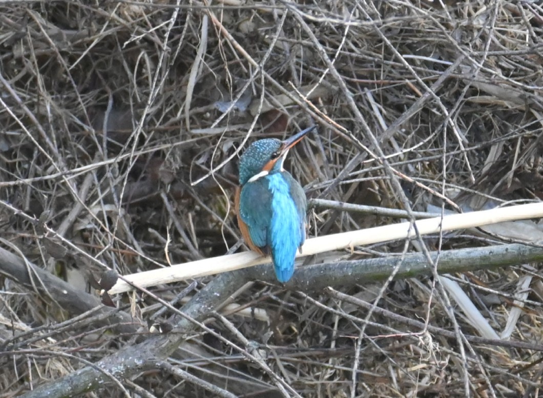 Common Kingfisher - ML537067121