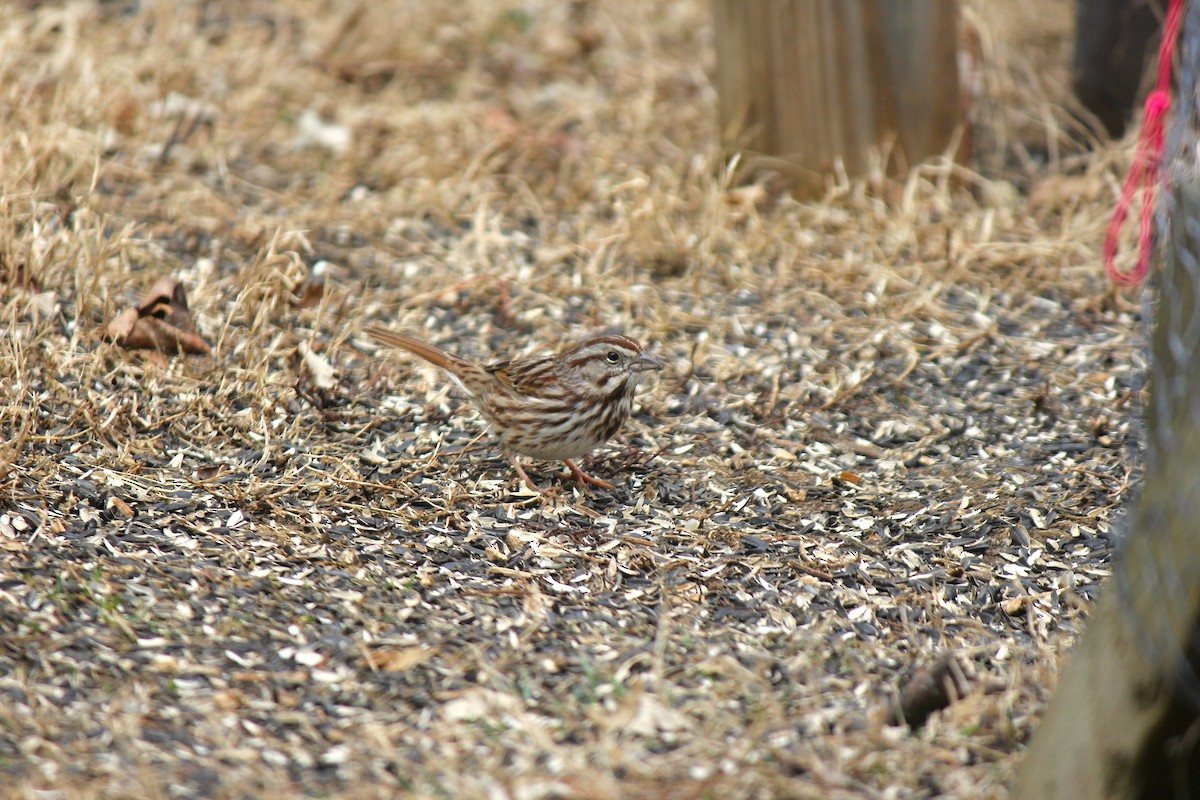 Song Sparrow - ML537067551