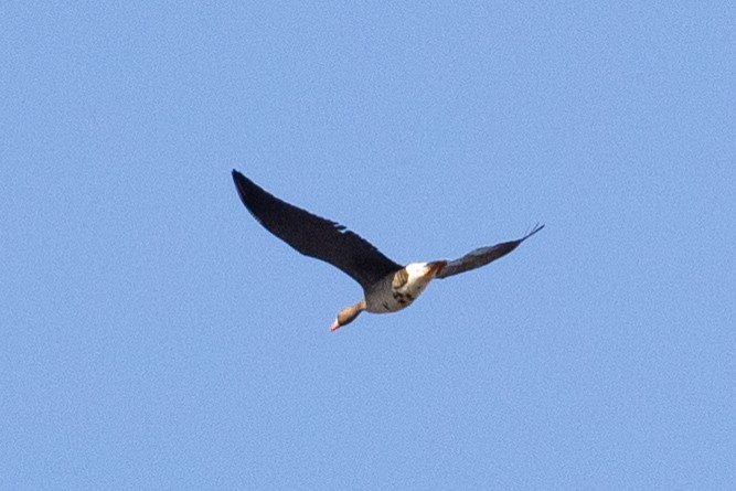 Greater White-fronted Goose (Western) - ML537067971