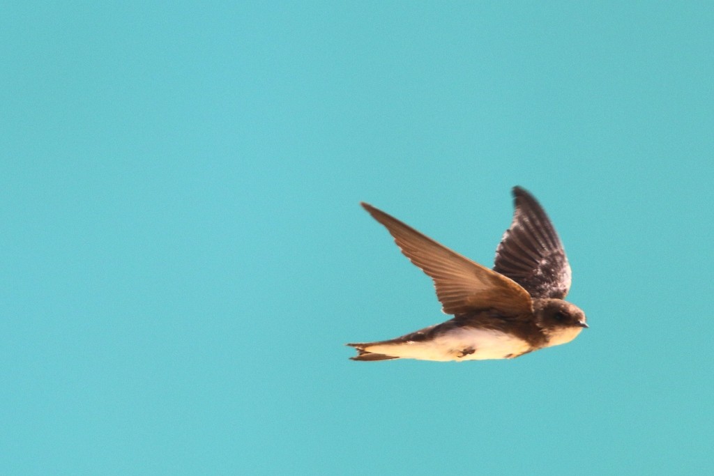 Bank Swallow - ML53706811