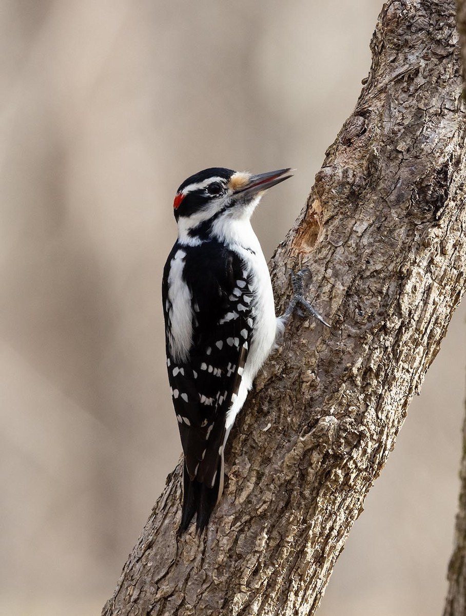 Hairy Woodpecker - ML537068221