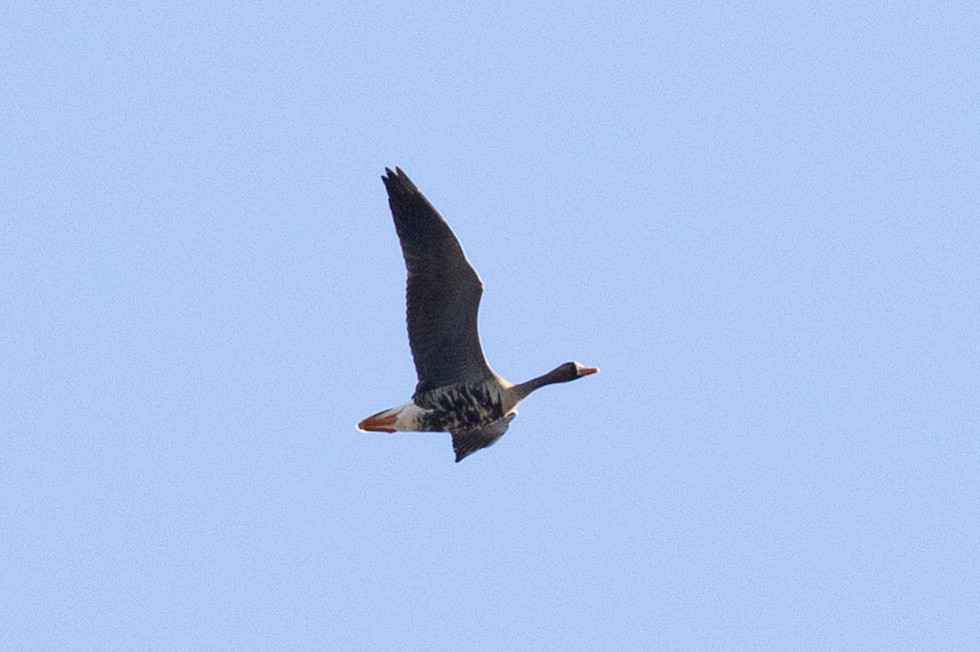 Greater White-fronted Goose (Western) - ML537068731