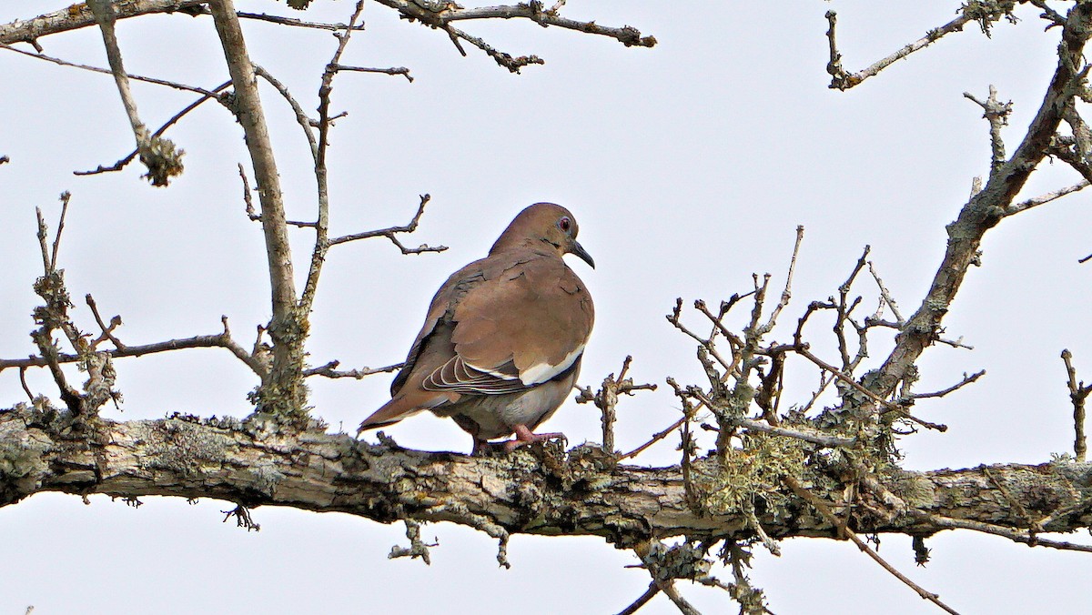 White-winged Dove - ML537069631