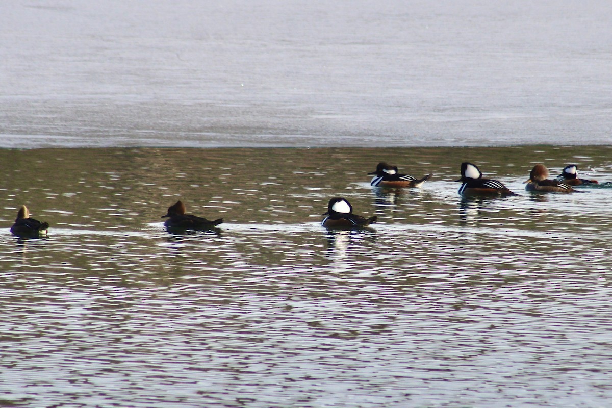 Hooded Merganser - ML537070241