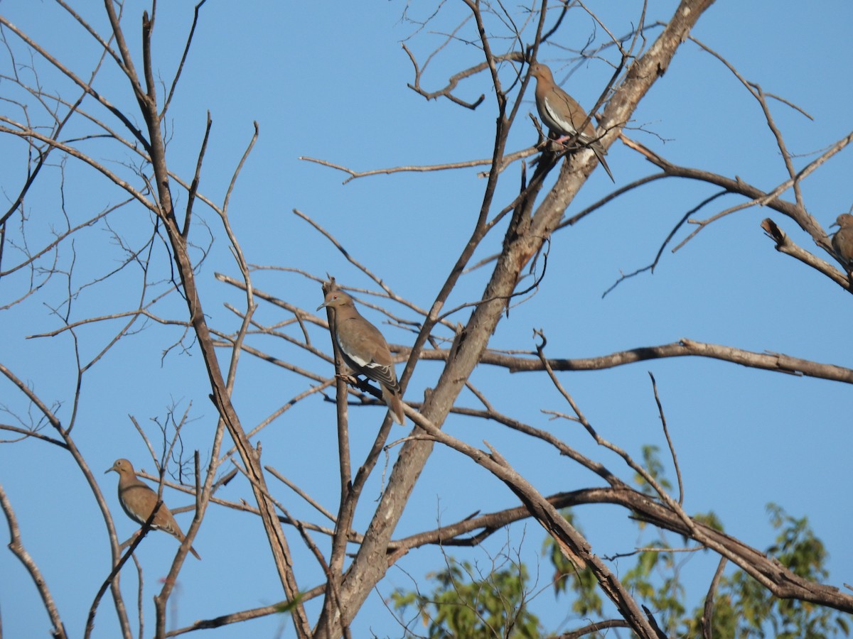 White-winged Dove - ML537070361