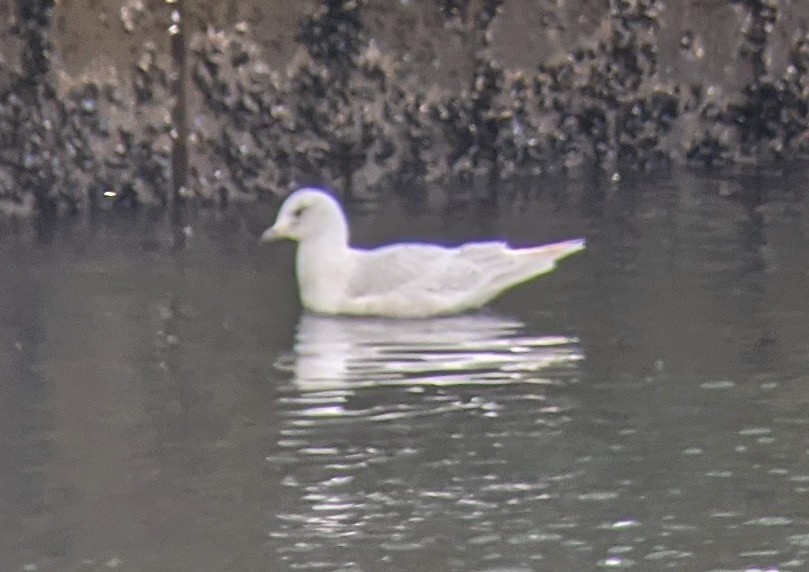 Iceland Gull - ML537070721