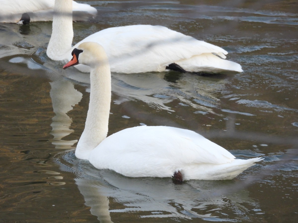 eBird Checklist - 19 Feb 2023 - Judson Bottom Rd, Mankato US-MN (44. ...