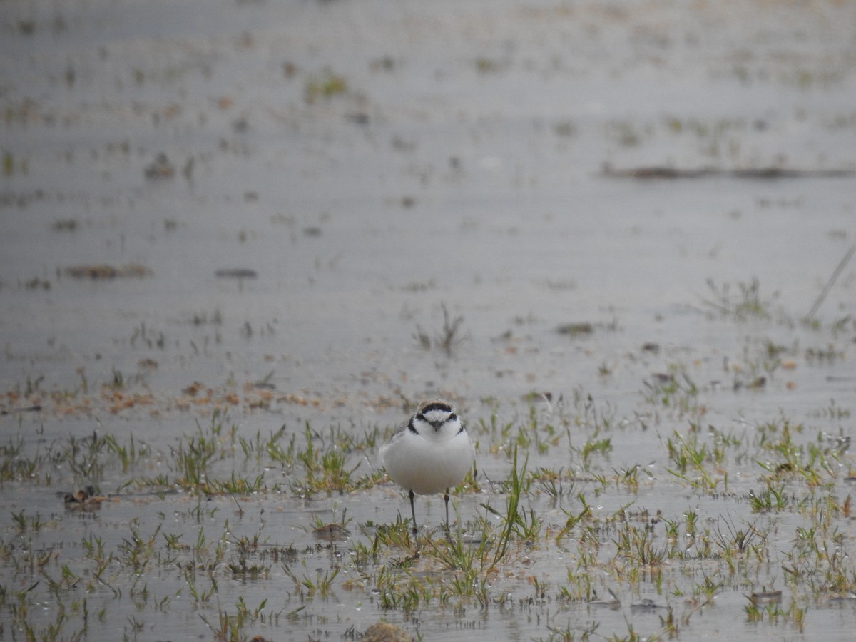 Snowy Plover - ML53707191