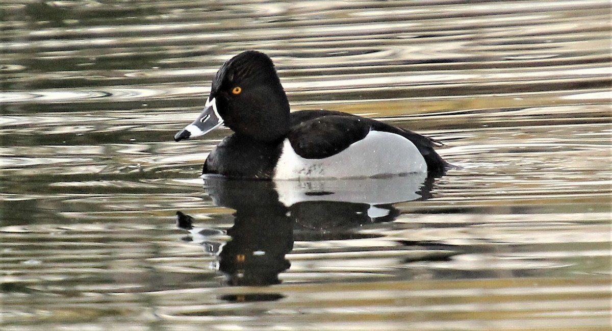 Ring-necked Duck - ML537074181