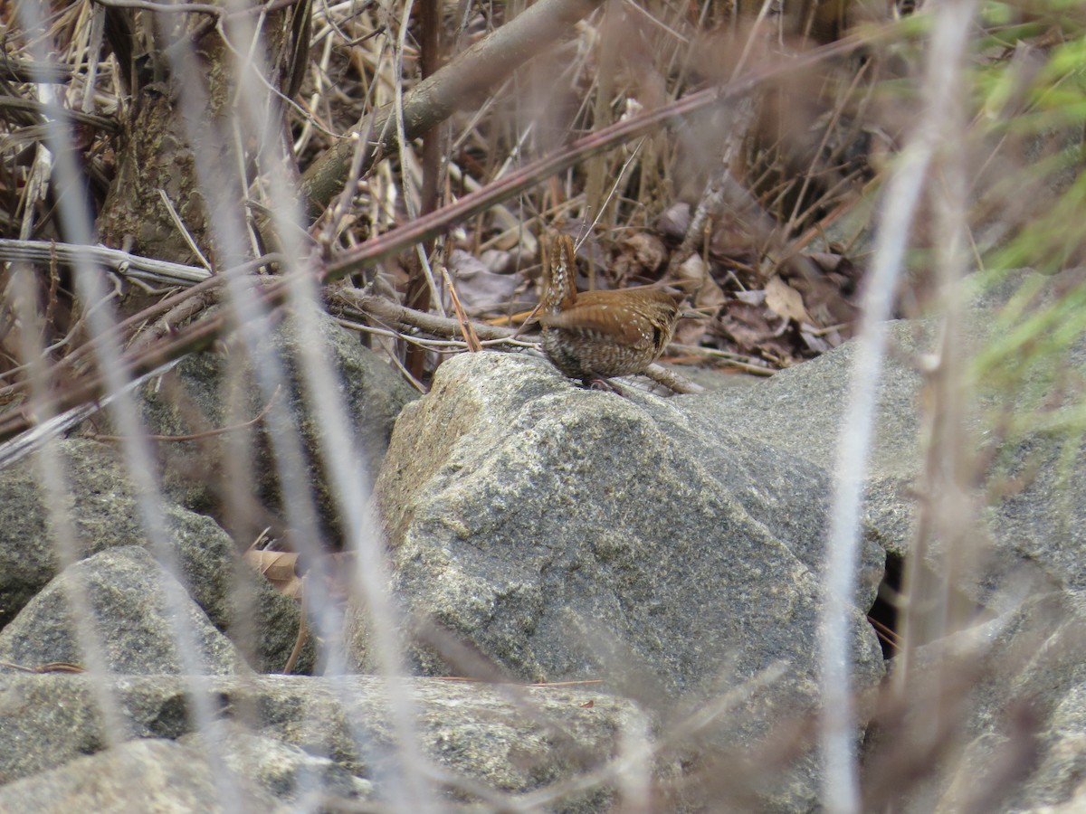 Winter Wren - ML537074921