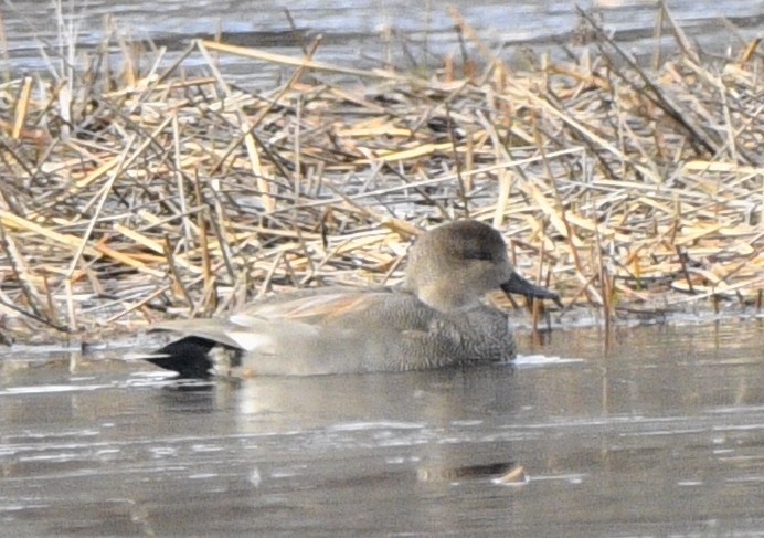 Gadwall - ML537075151