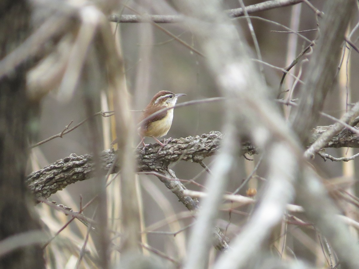 Carolina Wren - ML537075431