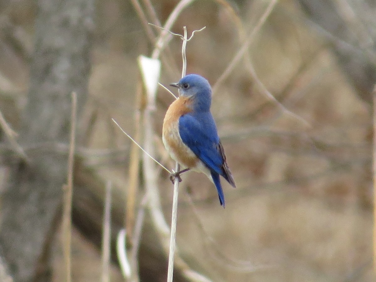 Eastern Bluebird - ML537076171
