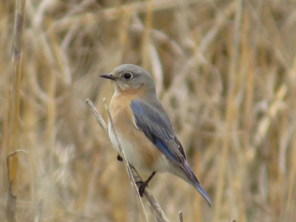 Eastern Bluebird - ML537076181