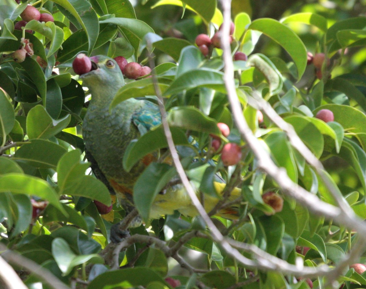 Rose-crowned Fruit-Dove - ML53707671