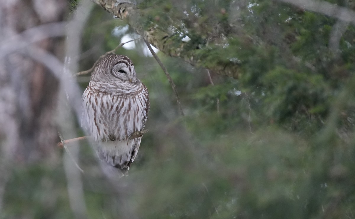 Barred Owl - Rick Snider