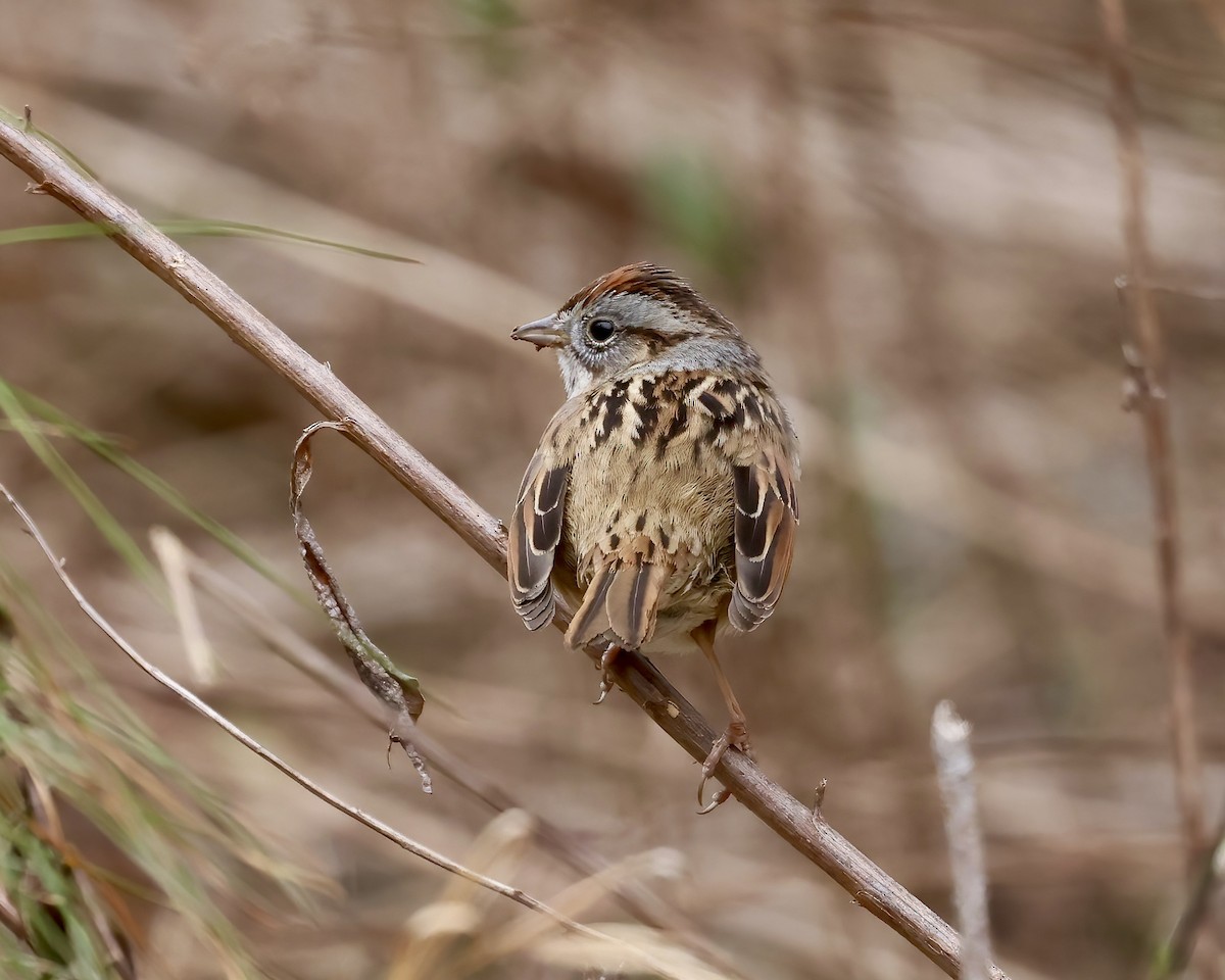 Swamp Sparrow - ML537077271