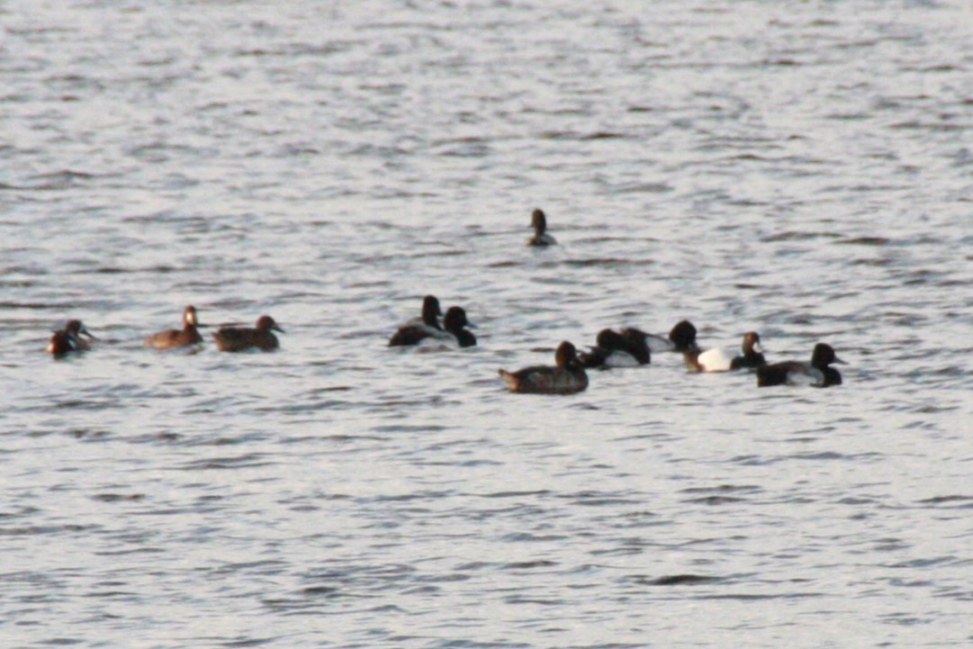 Lesser Scaup - ML537078571