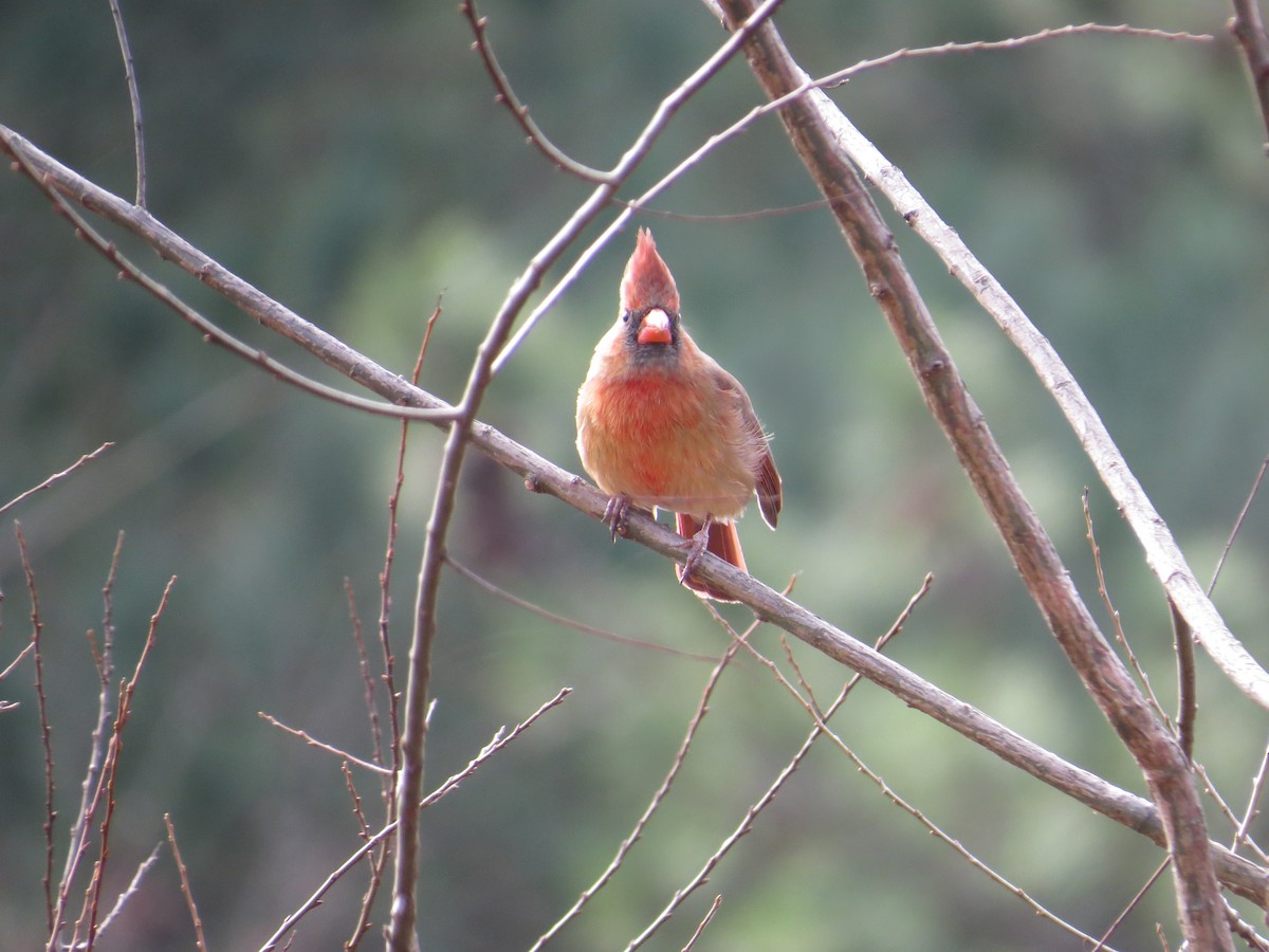 Northern Cardinal - ML537079881