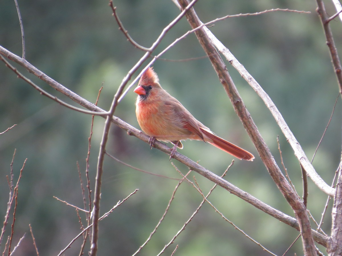 Northern Cardinal - ML537079891
