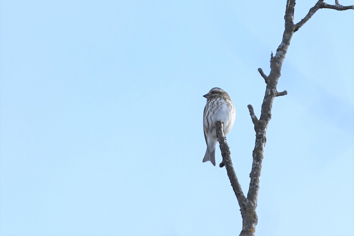 Purple Finch - ML537080121