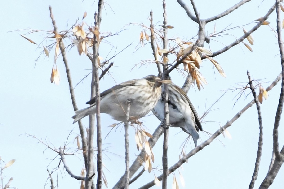 Purple Finch - ML537080241