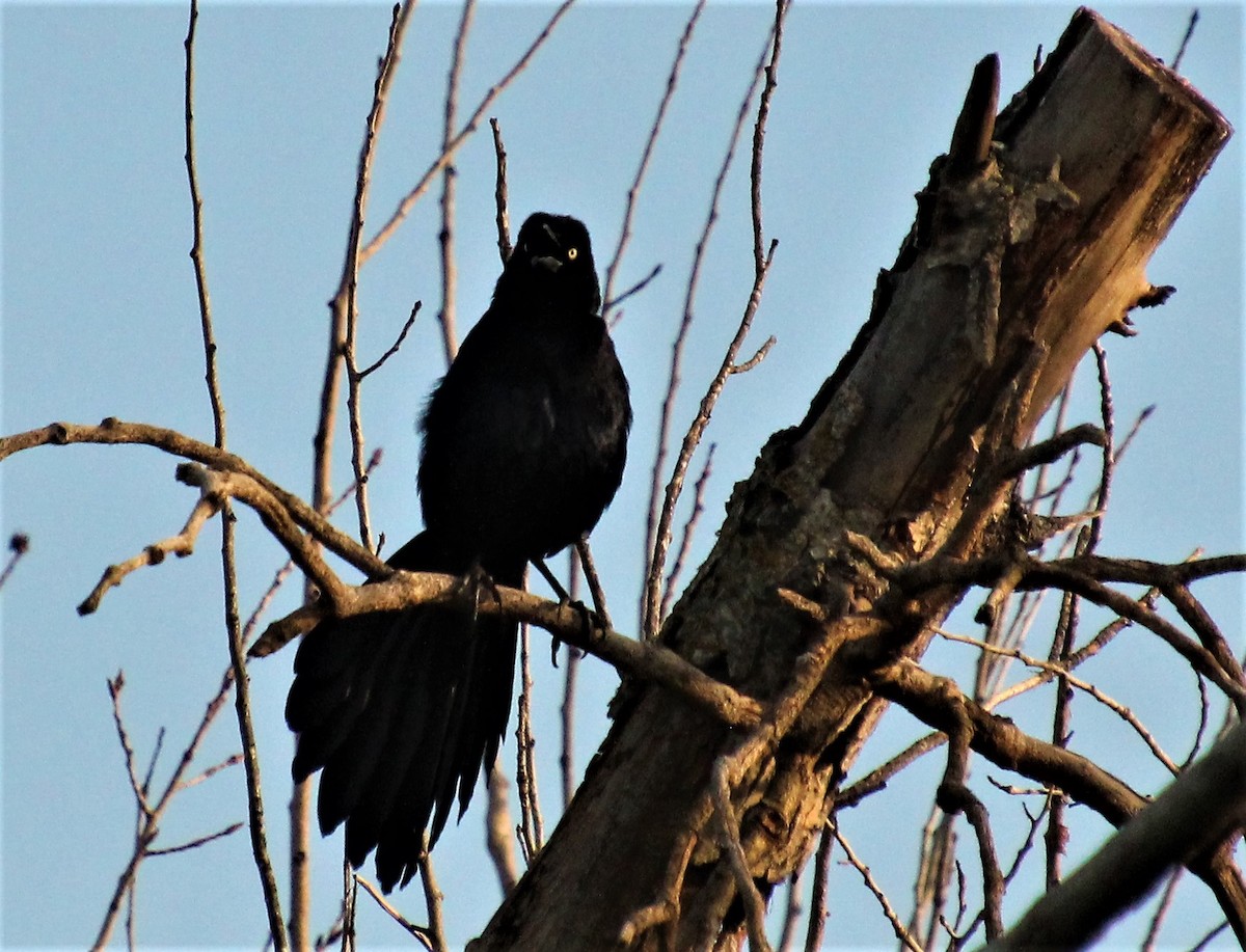 Great-tailed Grackle - ML537080841