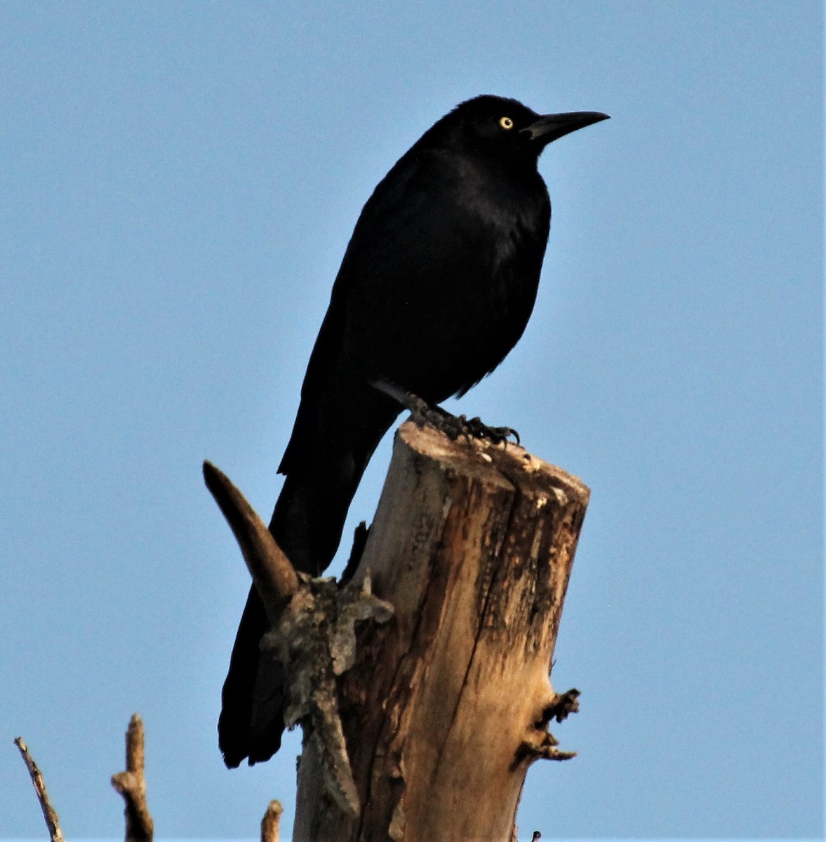 Great-tailed Grackle - ML537081071