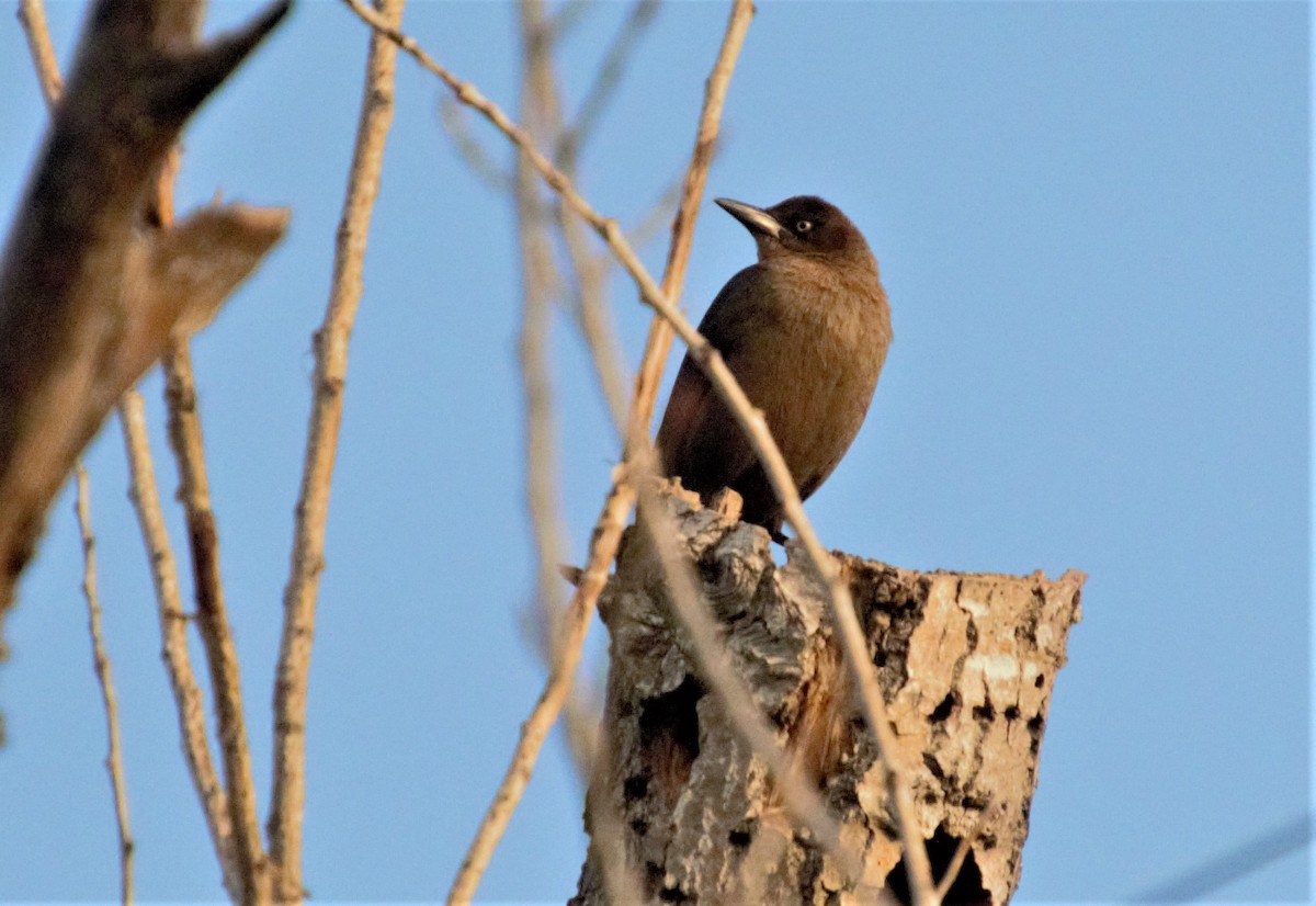 Great-tailed Grackle - ML537081231