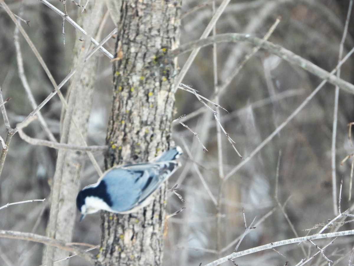 White-breasted Nuthatch - ML537081291