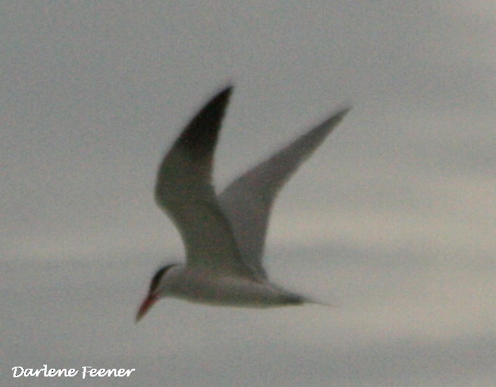 オニアジサシ - ML53708131