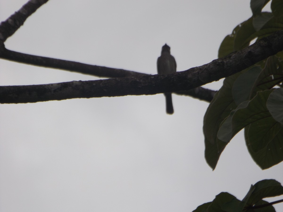 Piratic Flycatcher - ML537081341