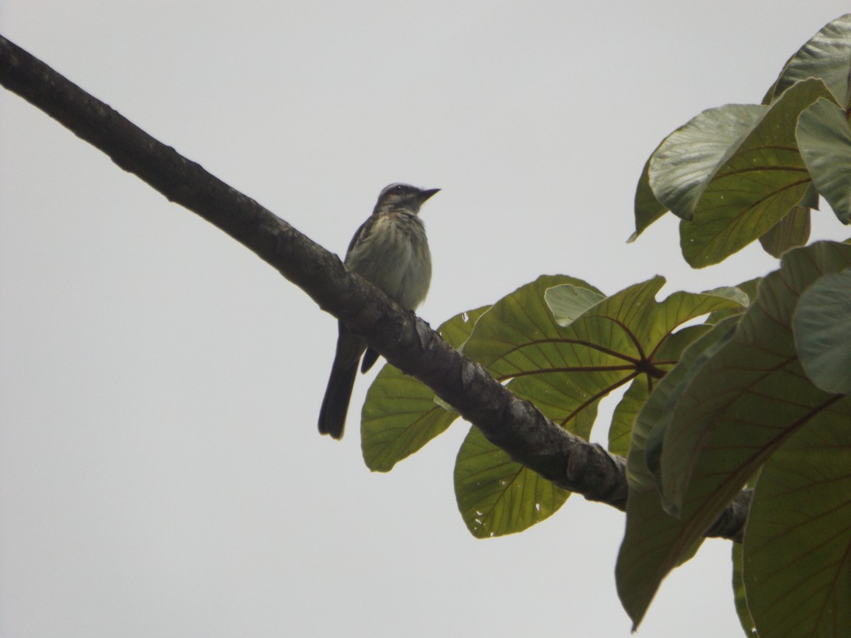 Piratic Flycatcher - ML537081451