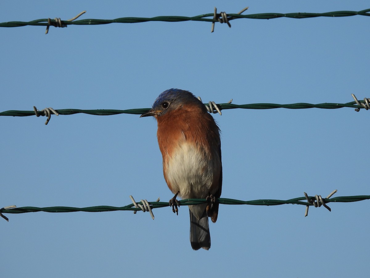 Eastern Bluebird - ML537082041