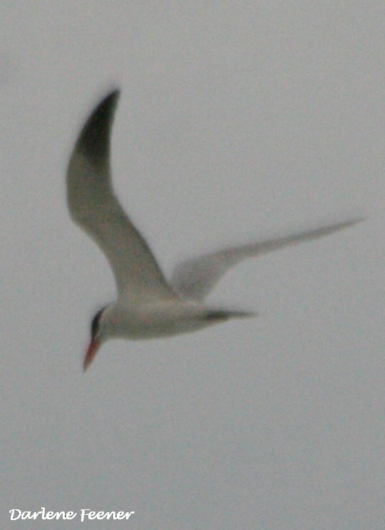 オニアジサシ - ML53708271