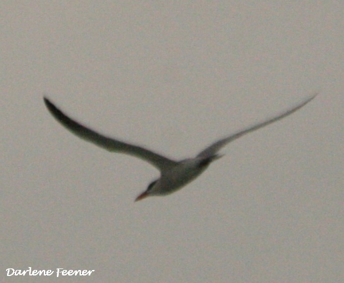 Caspian Tern - Darlene Feener