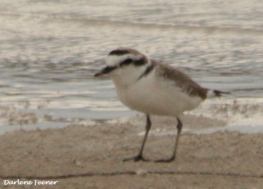 Snowy Plover - ML53708441