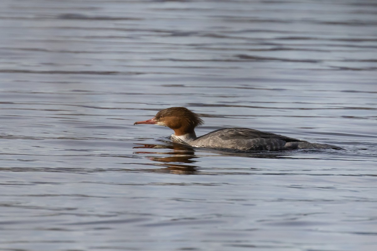 Common Merganser (Eurasian) - Magdalena Nogaj