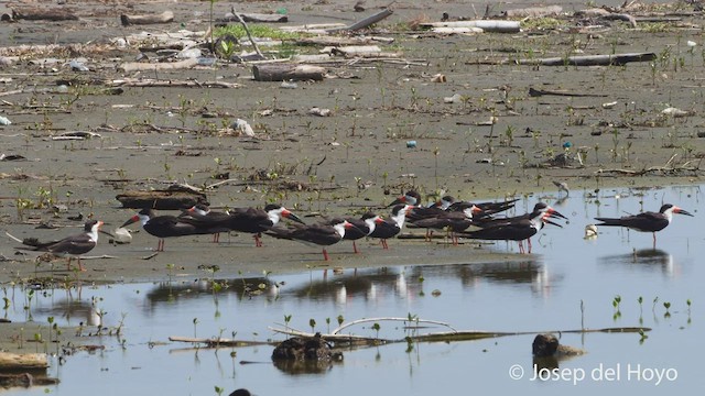 Black Skimmer - ML537084811