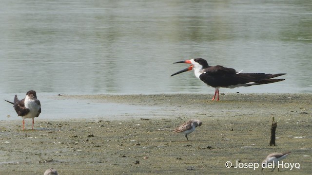 Black Skimmer - ML537084821